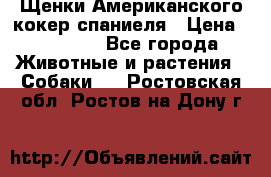 Щенки Американского кокер спаниеля › Цена ­ 15 000 - Все города Животные и растения » Собаки   . Ростовская обл.,Ростов-на-Дону г.